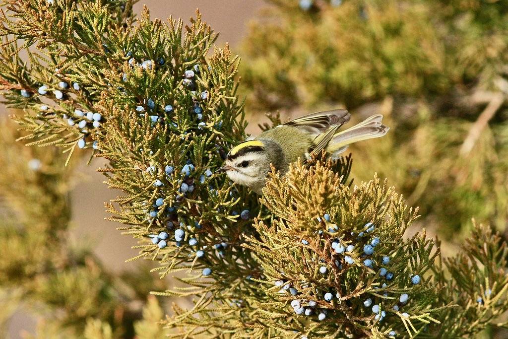 Golden-crowned Kinglet by ann.morrison75 is licensed under CC BY-NC-ND 2.0.